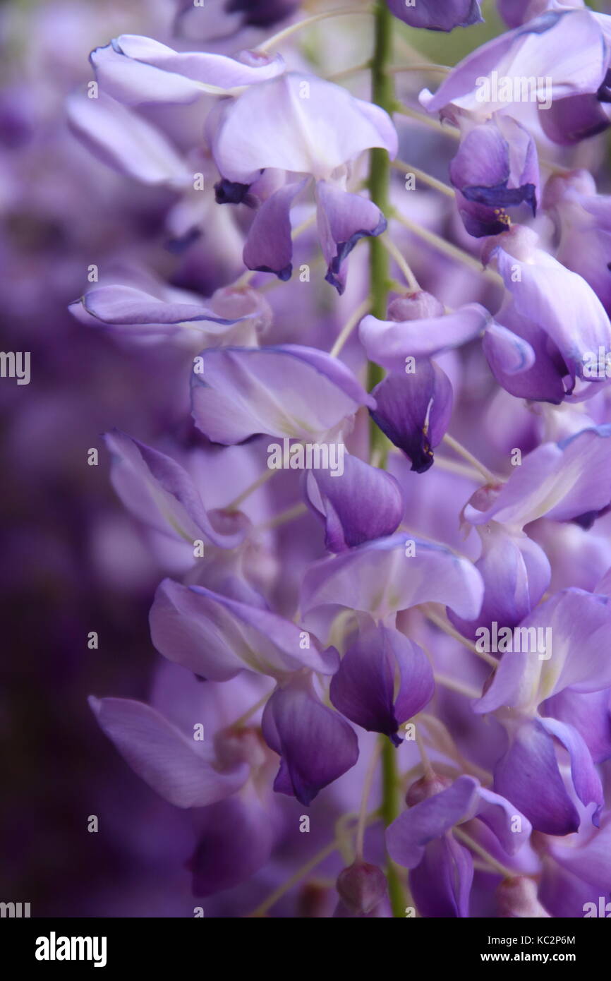 Purple Wisteria in Flower Stock Photo Alamy