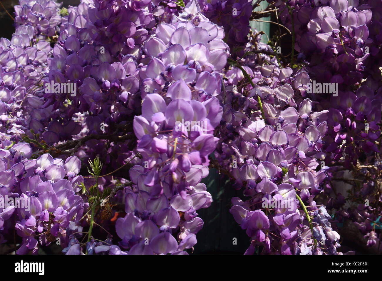 Flower buds wisteria hires stock photography and images Alamy