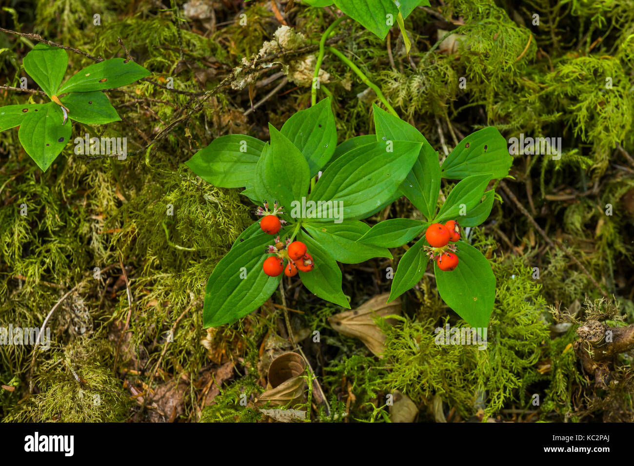Western Bunchberry, Cornus unalaschkensis, with red drupes along Hoh River Trail to Blue Glacier, Olympic National Park, Washington State, USA Stock Photo