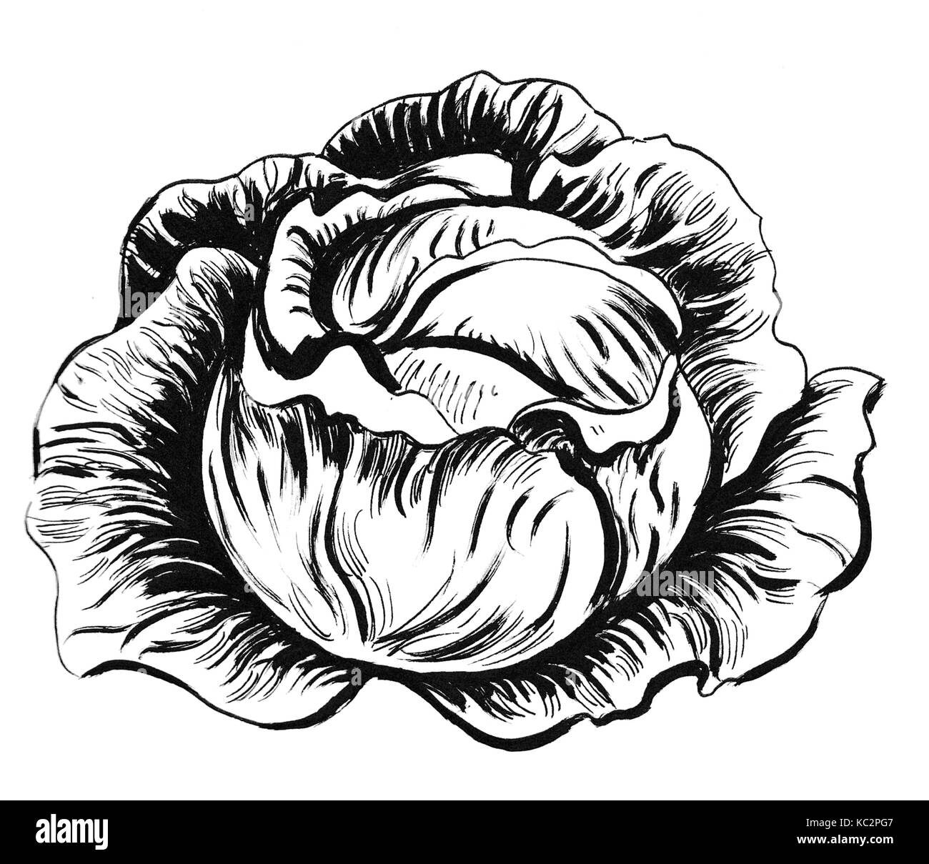 Sketch illustration of Cabbage Stock Vector by Kopirin 68543259