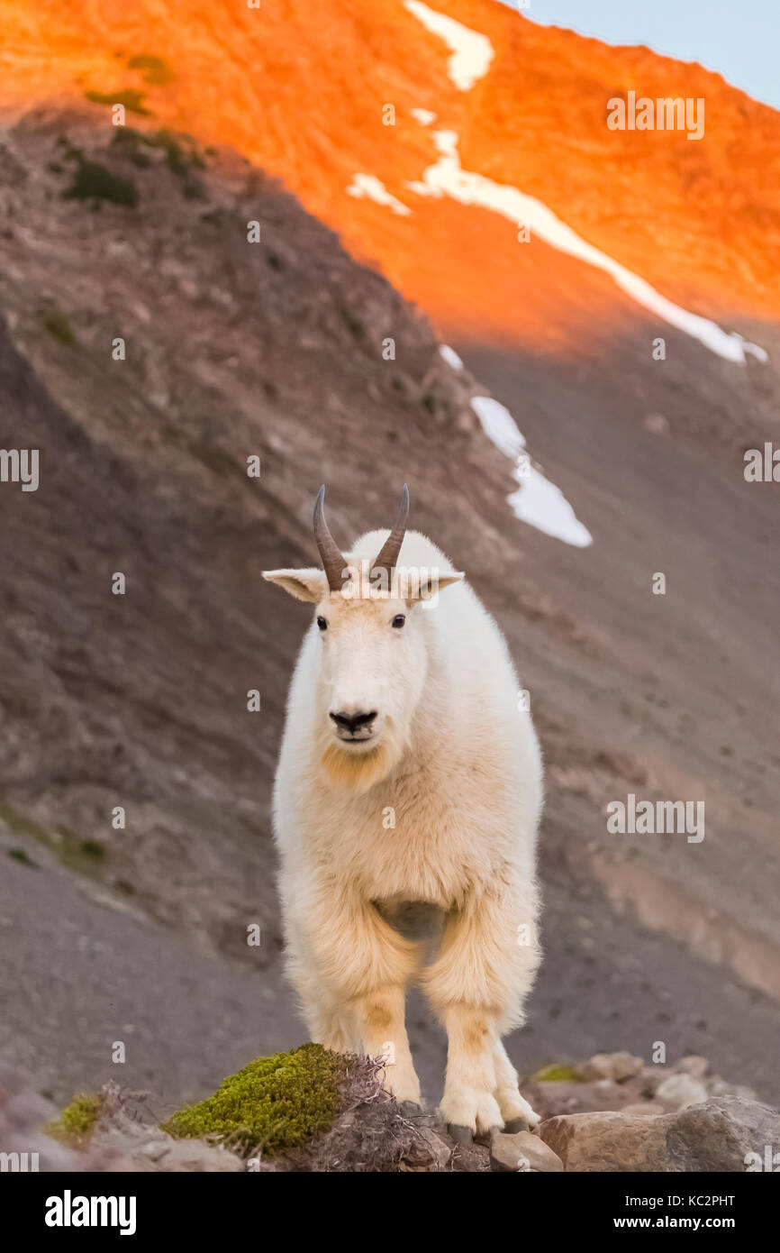 Mountain Goat, Oreamnos americanus, at sunset along the moraine high ...