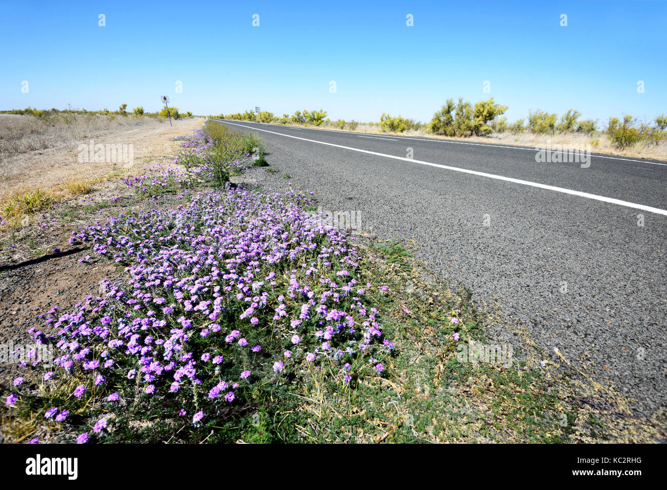 Wildflowers in Spring along the Matilda Highway near Charleville, Queensland, QLD, Australia Stock Photo