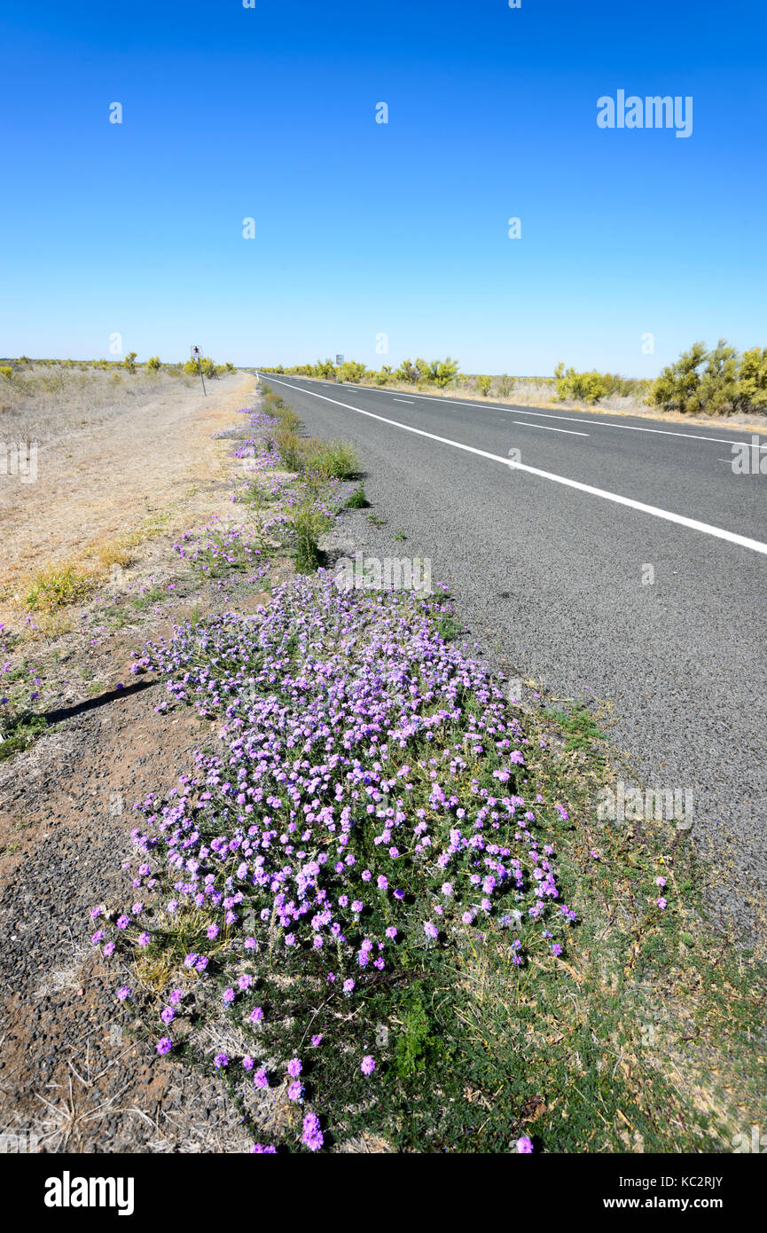 Wildflowers in Spring along the Matilda Highway near Charleville, Queensland, QLD, Australia Stock Photo