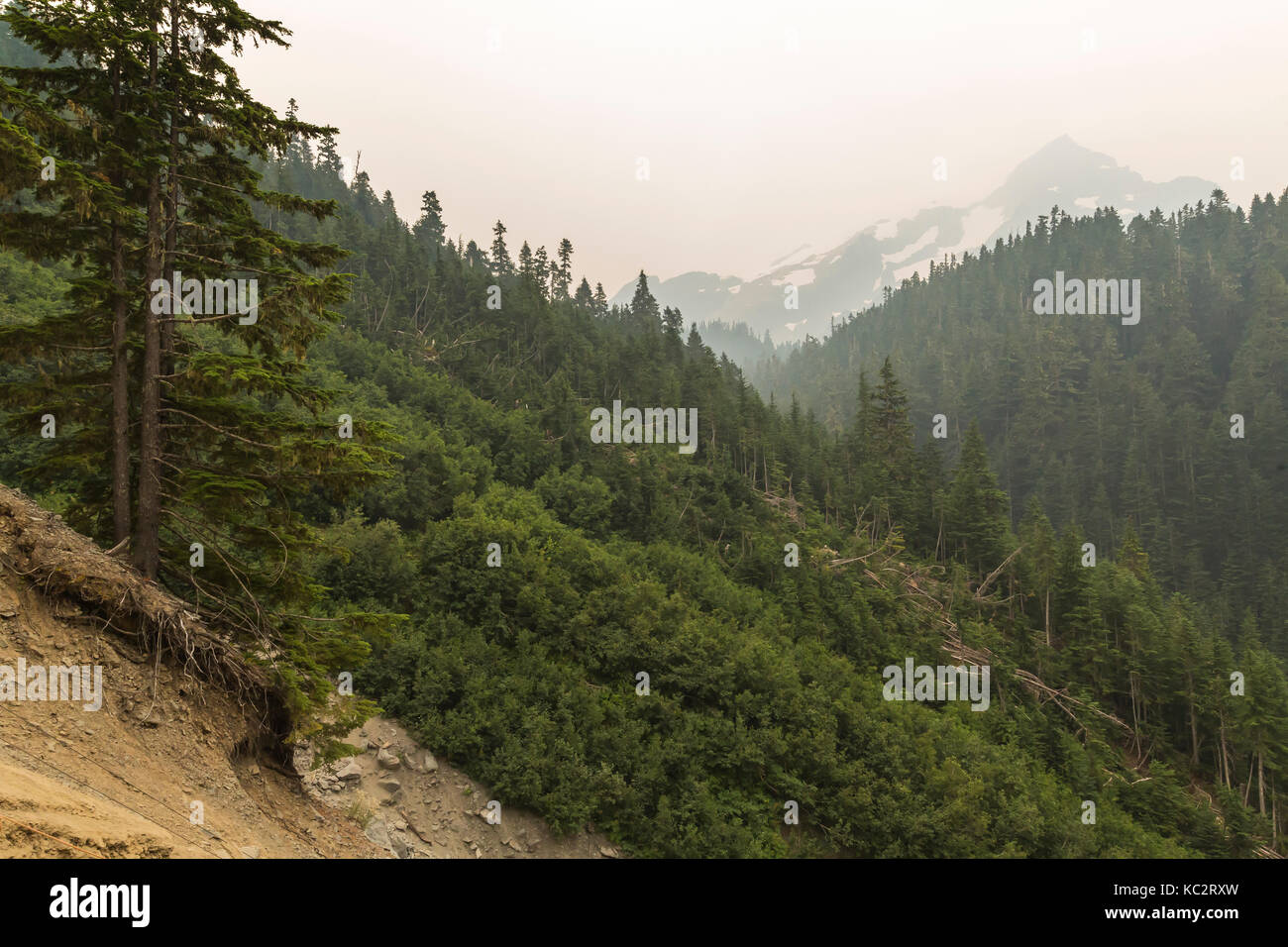 Glacier meadows olympic national park