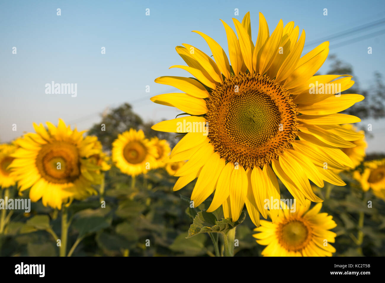 close up sunflower in the sunflower field Stock Photo - Alamy