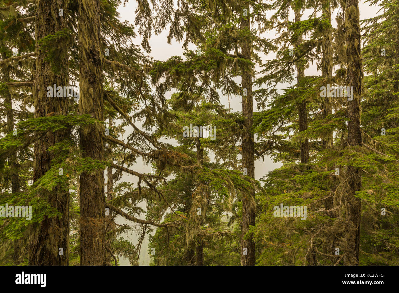 Hoh River Trail to Blue Glacier, Olympic National Park, Washington State, USA Stock Photo