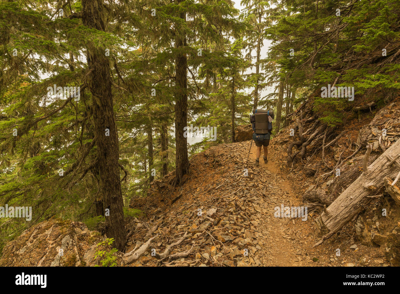 Hoh River Trail to Blue Glacier, Olympic National Park, Washington State, USA Stock Photo