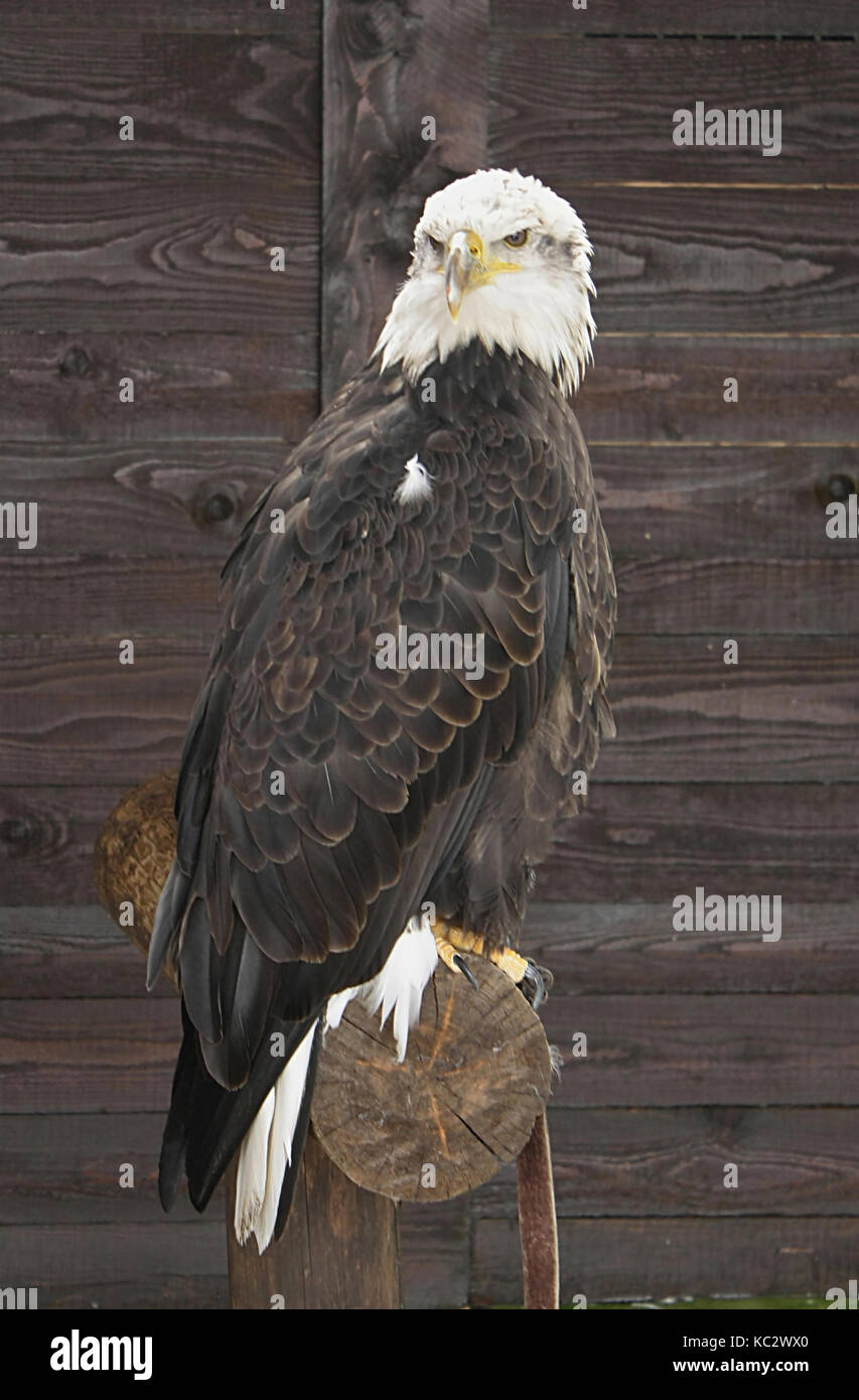 Animali notturni hi-res stock photography and images - Alamy