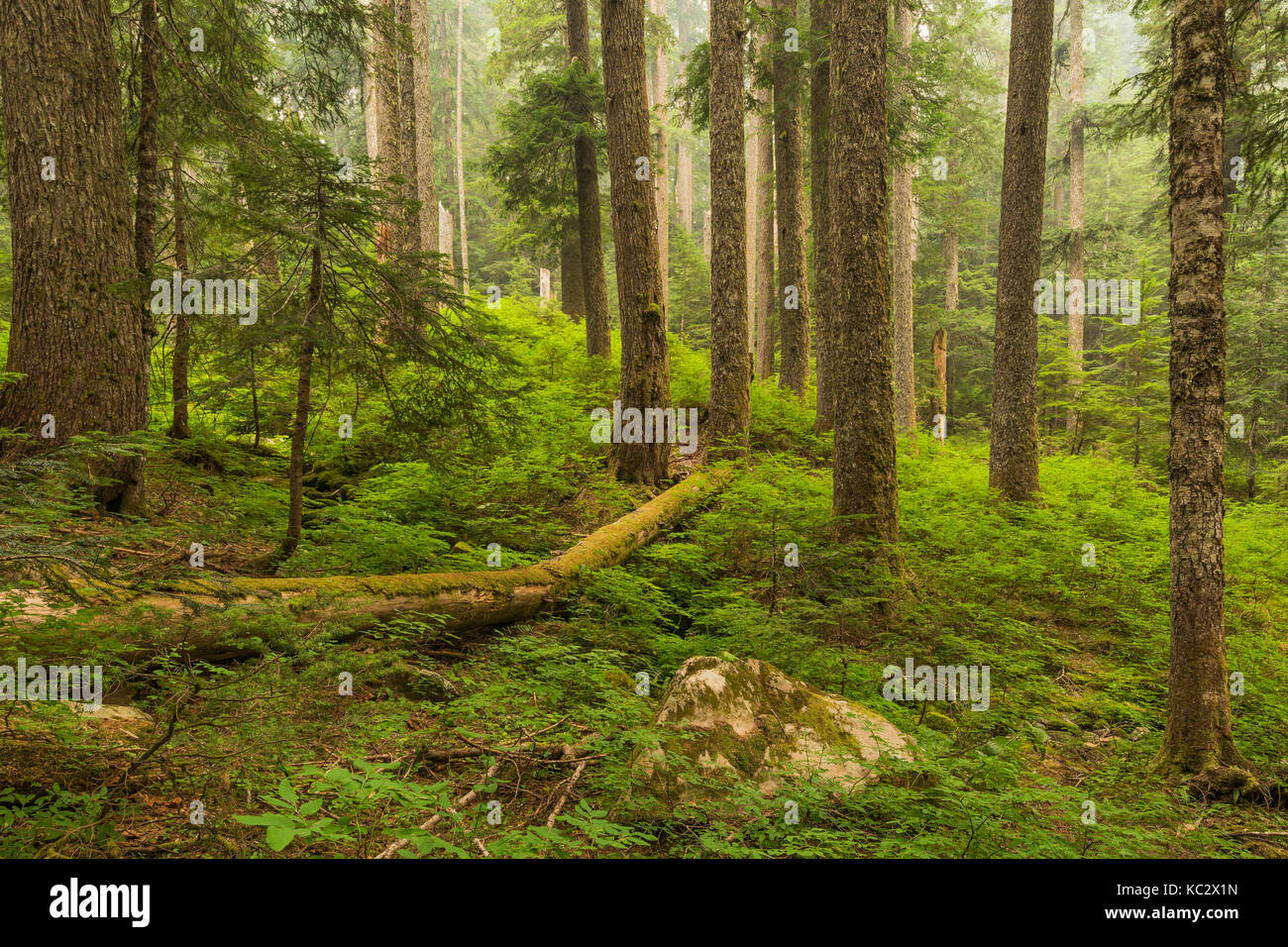 Glacier meadows olympic national park