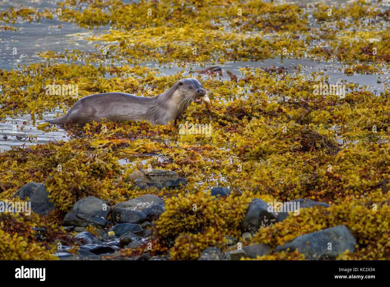 UK wildlife: Otter (lultra lultra) on land carrying fish it has caught out of the sea onto the seaweed shoreline, Isle of Mull, Scotland Stock Photo