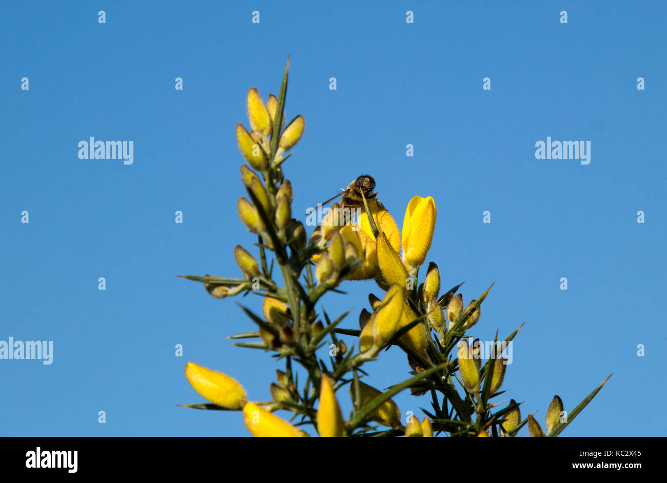 Drone fly on gorse flower in spring Stock Photo