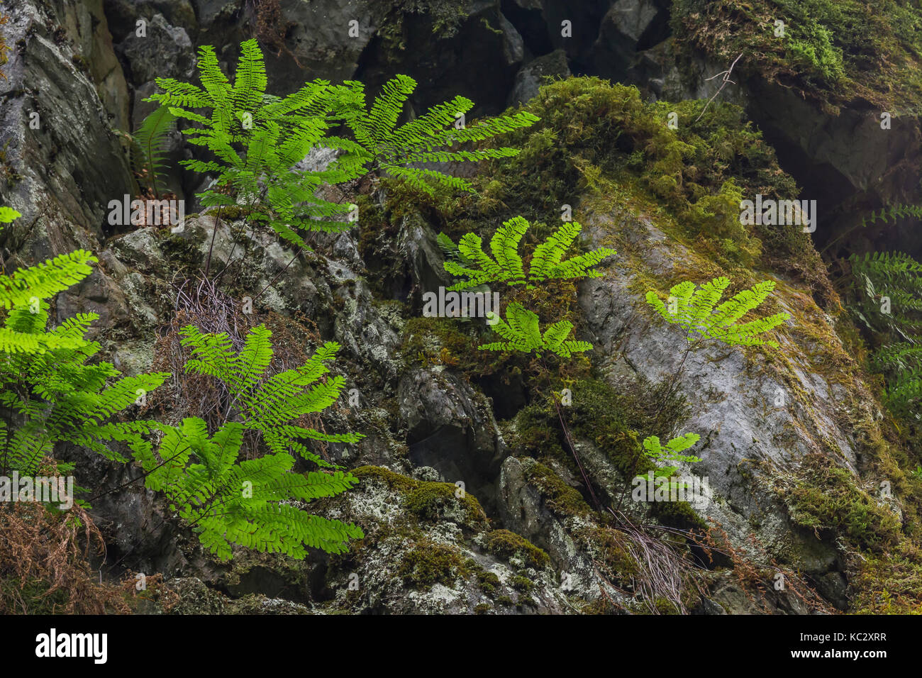 Western Maidenhair Fern, Adiantum aleuticum, growing on a moist rock face in the Hoh Rain Forest along the Hoh River Trail in Olympic National Park, W Stock Photo