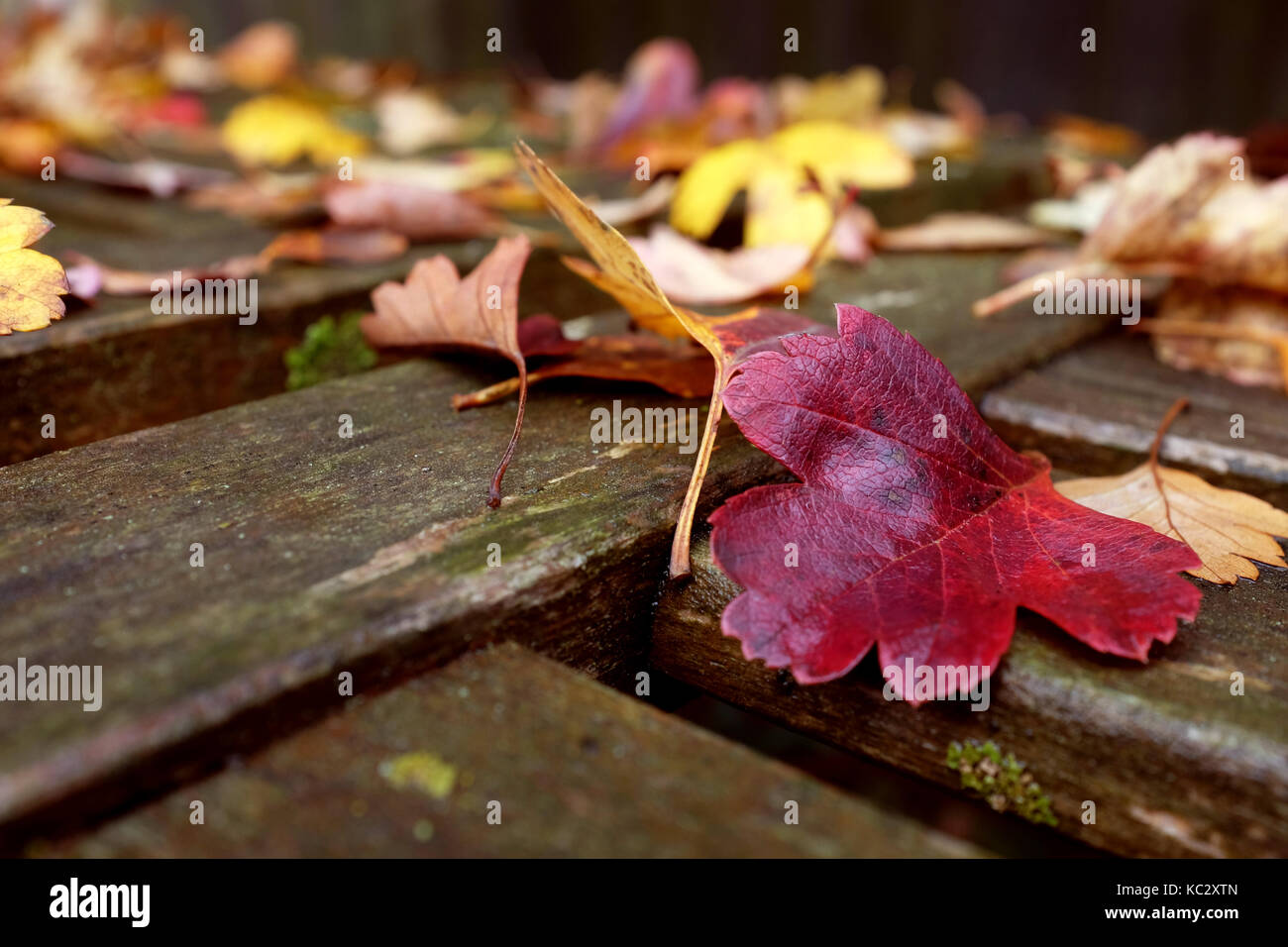 Close-up of red hawthorn leaf on a weathered wooden bench covered with fall leaves Stock Photo