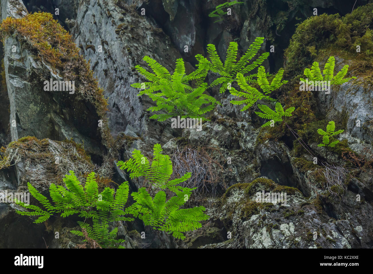 Western Maidenhair Fern, Adiantum aleuticum, growing on a moist rock face in the Hoh Rain Forest along the Hoh River Trail in Olympic National Park, W Stock Photo