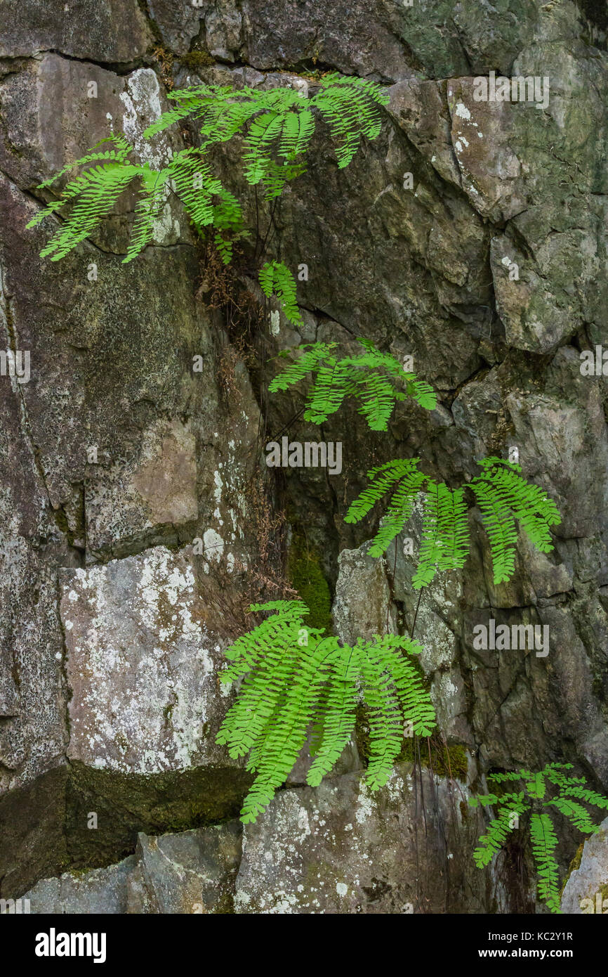 Western Maidenhair Fern, Adiantum aleuticum, growing on a moist rock face in the Hoh Rain Forest along the Hoh River Trail in Olympic National Park, W Stock Photo