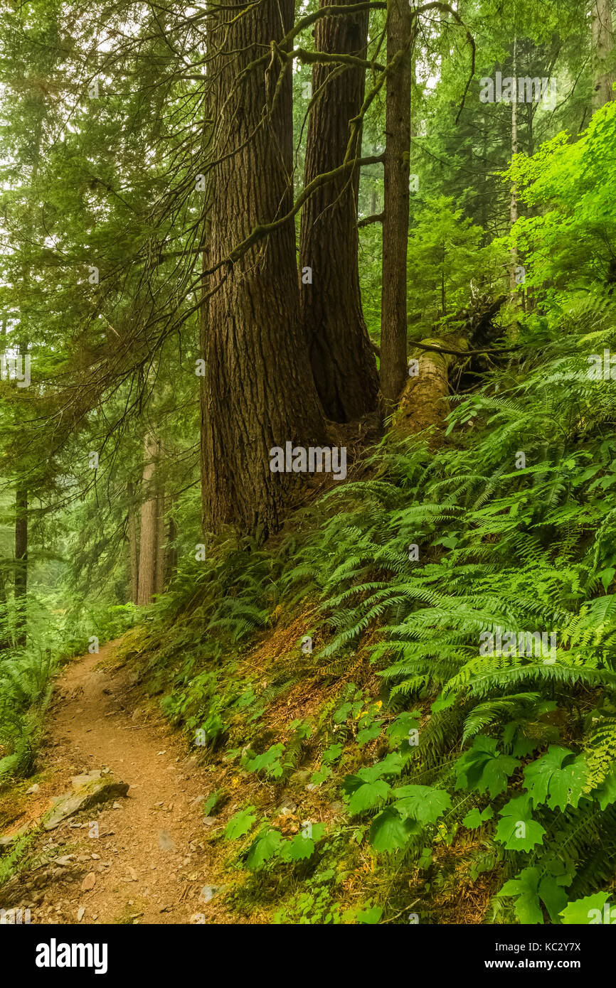 Lush rain forest along the Hoh River Trail to Blue Glacier, Olympic National Park, Washington State, USA Stock Photo