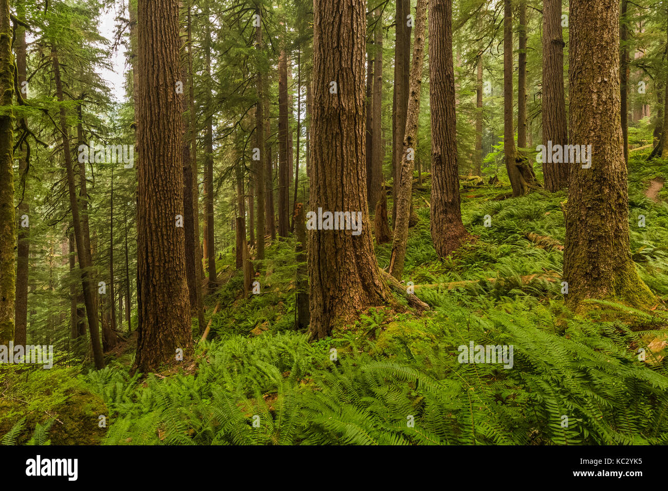 Lush rain forest along the Hoh River Trail to Blue Glacier, Olympic National Park, Washington State, USA Stock Photo
