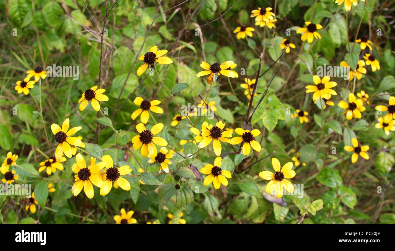 The plants, flowers and landscapes of some of the parks in Hamilton