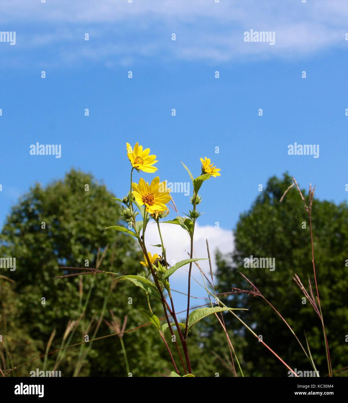 The plants, flowers and landscapes of some of the parks in Hamilton