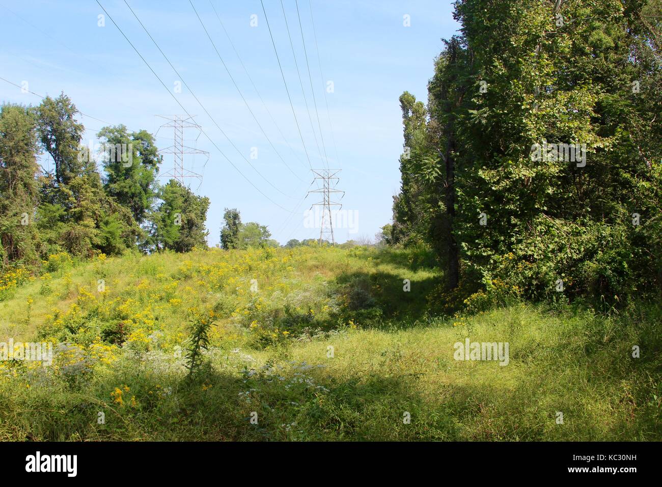 The plants, flowers and landscapes of some of the parks in Hamilton