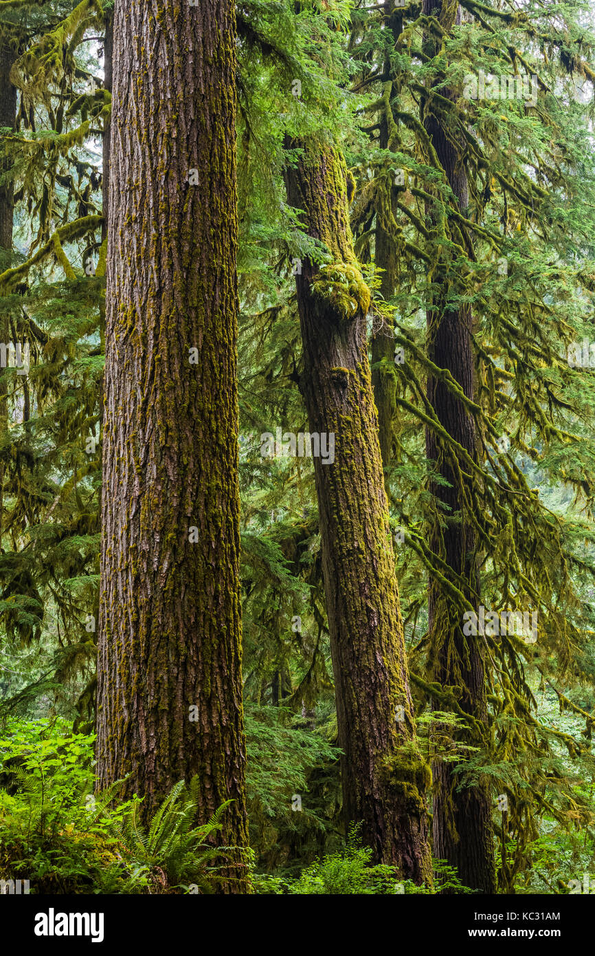 Massive Western Hemlock, Tsuga heterophylla, trees in the Hoh Rain