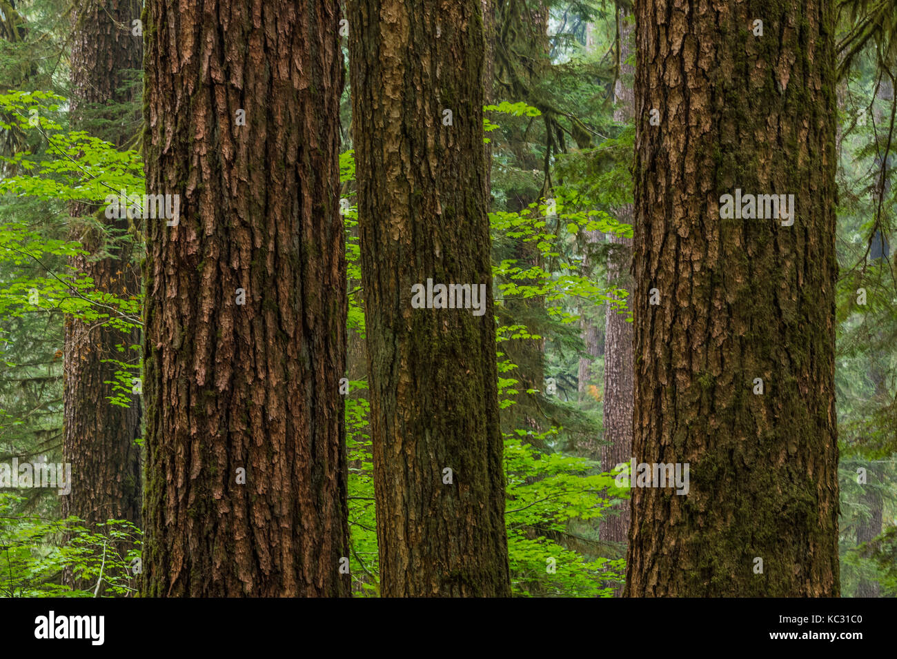 Massive Western Hemlock, Tsuga heterophylla, trees in the Hoh Rain