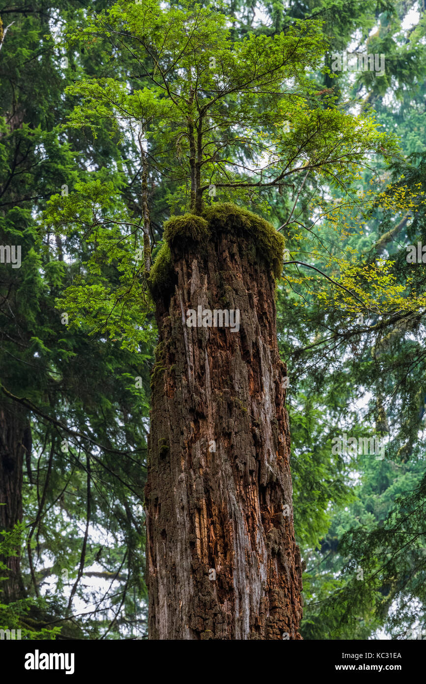 Western Hemlock, Tsuga heterophylla, growing atop dead nurse tree