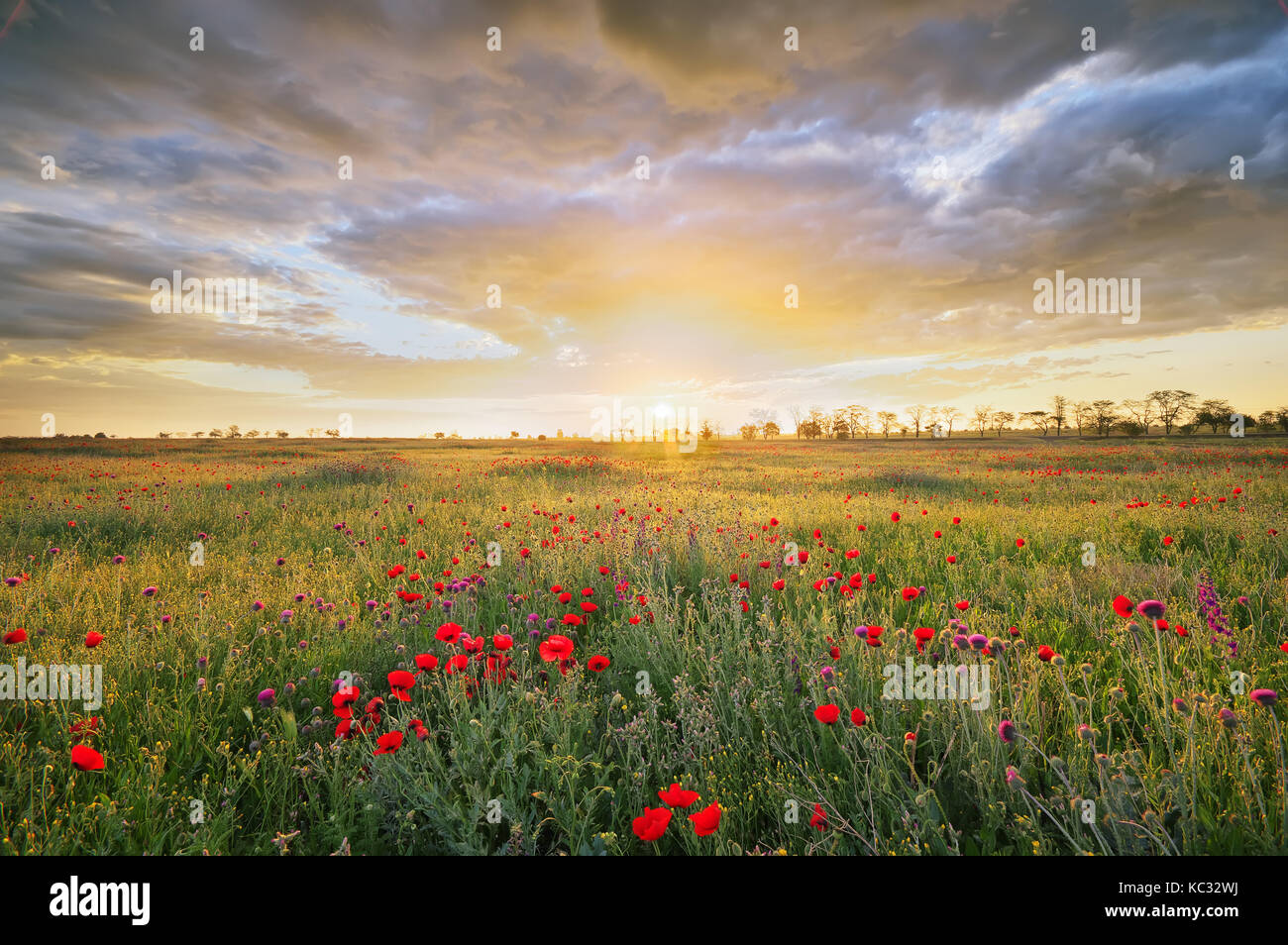 Cloudy poppy field hi-res stock photography and images - Alamy