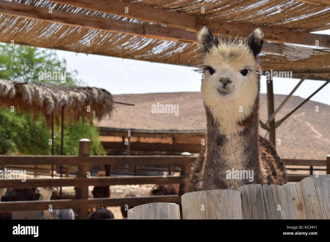 Alpaca Farm in MItzpe Ramon Stock Photo