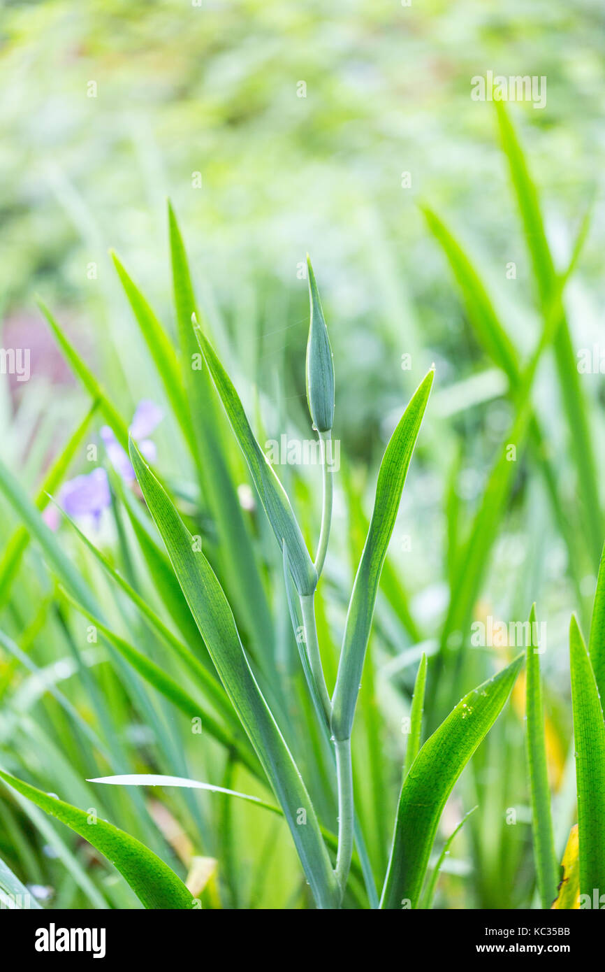 Tamborine Botanical gardens in the rain Stock Photo Alamy