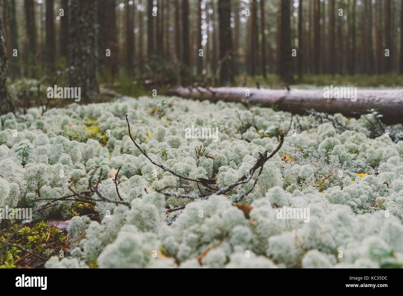 White moss in the dense forest. Nordic landscape Stock Photo