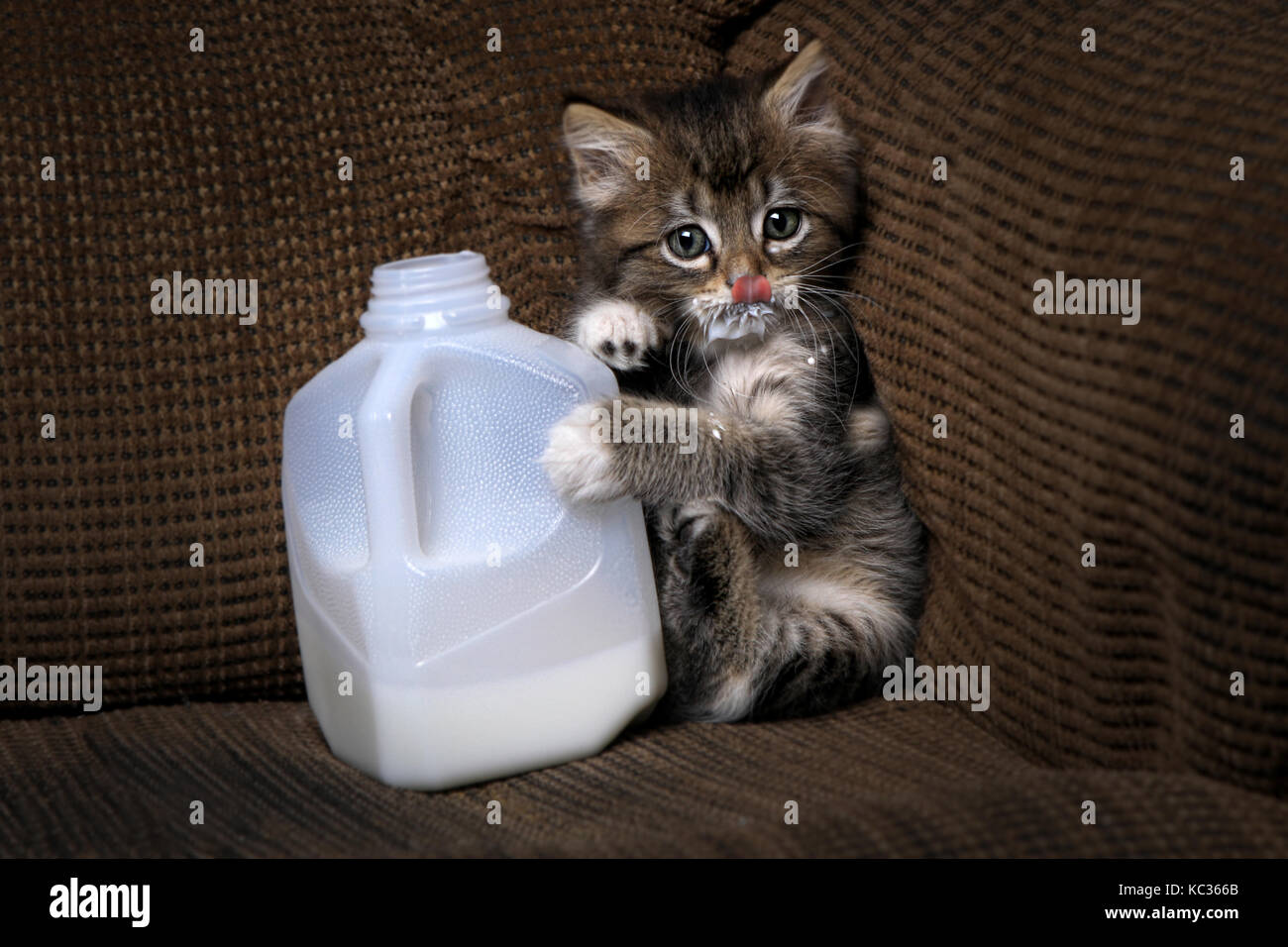 Funny Kitten Drinking Milk From a Carton Dripping Stock Photo