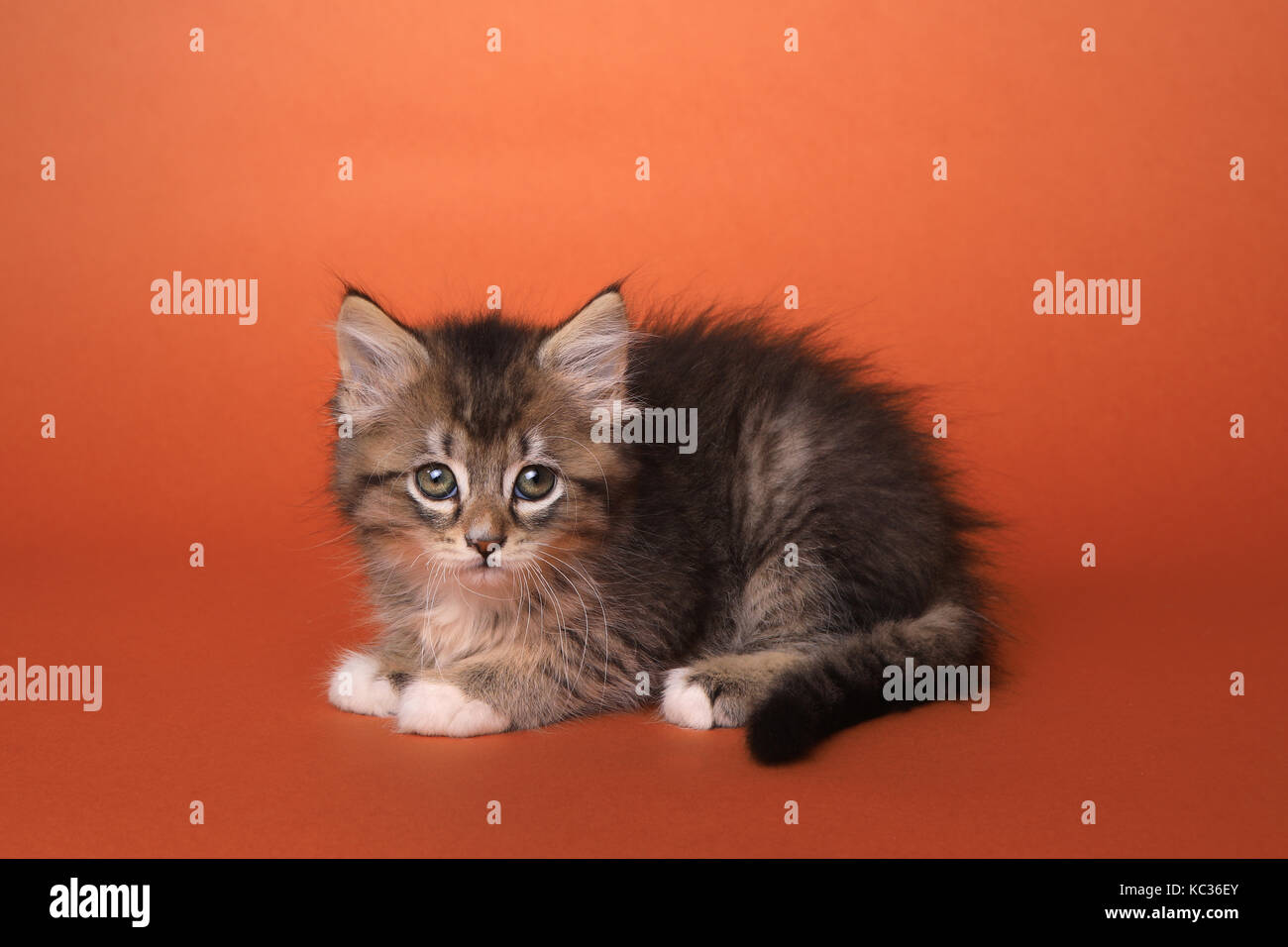 Calico Cat White Stock Photos Calico Cat White Stock Images