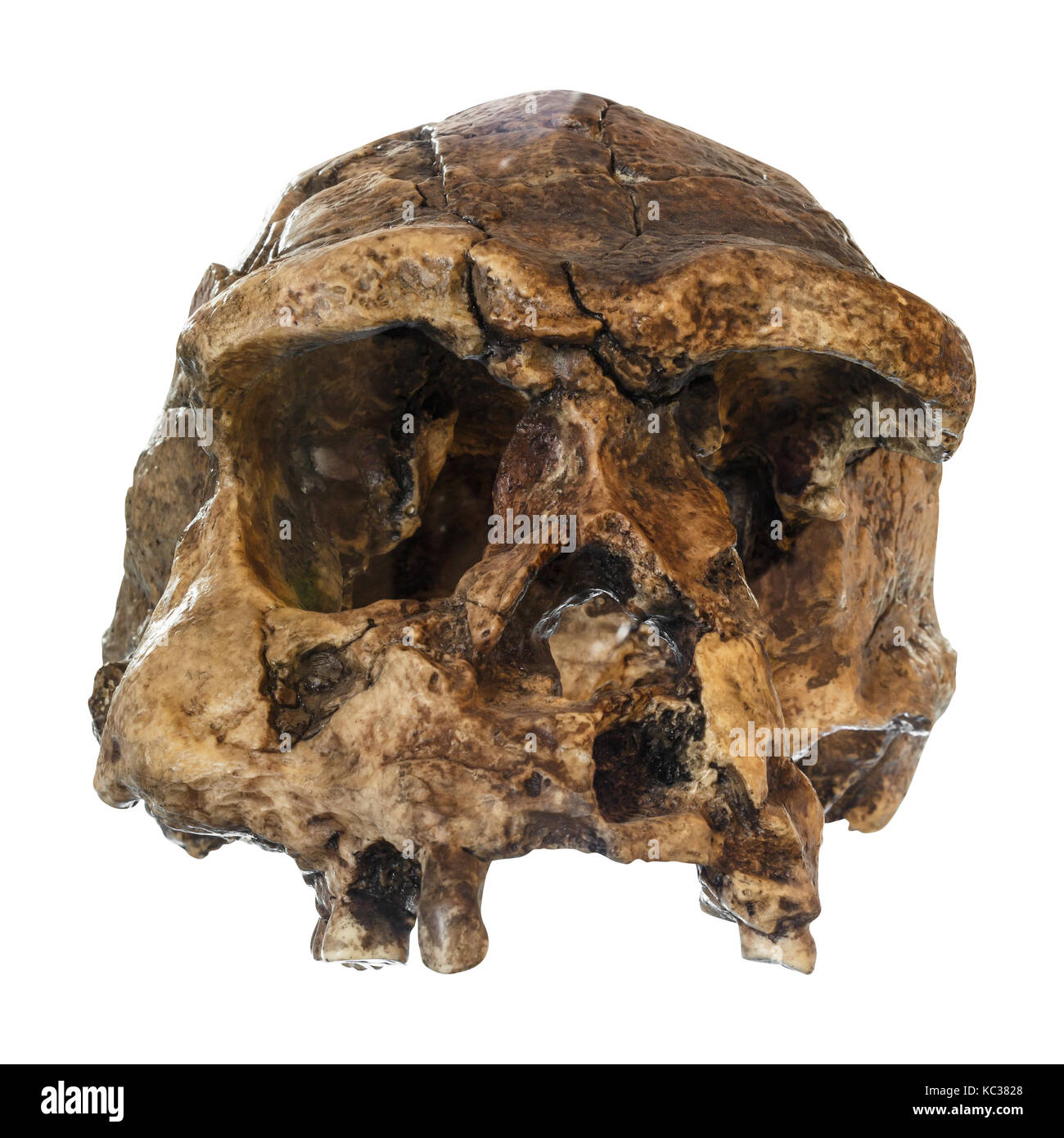 Homo erectus skull ( Front view ) . Discovered in 1969 in Sangiran , Java , Indonesia . Dated to 1 million years ago . Stock Photo