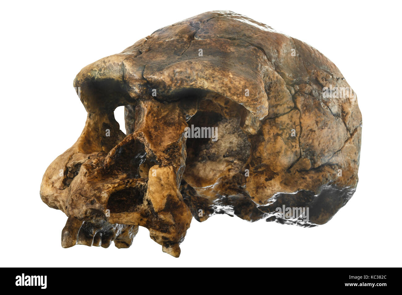 Homo erectus skull ( Oblique view ) . Discovered in 1969 in Sangiran , Java , Indonesia . Dated to 1 million years ago . Stock Photo