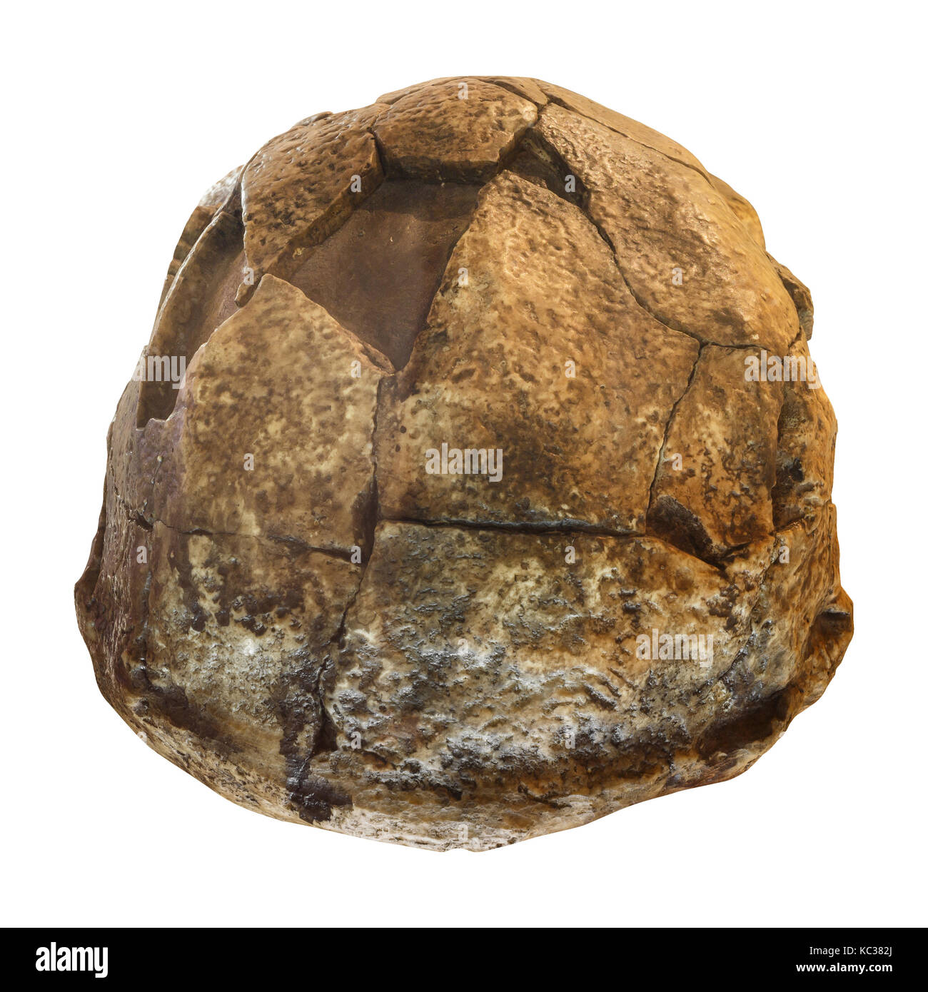 Homo erectus skull ( Back view ) . Discovered in 1969 in Sangiran , Java , Indonesia . Dated to 1 million years ago . Stock Photo