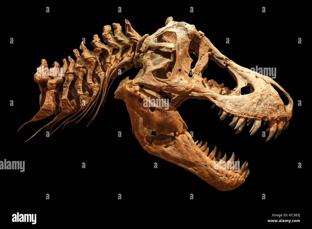 Skeleton of Tyrannosaurus rex ( T-rex ) on isolated background . ( Skull and Neck ) . Stock Photo