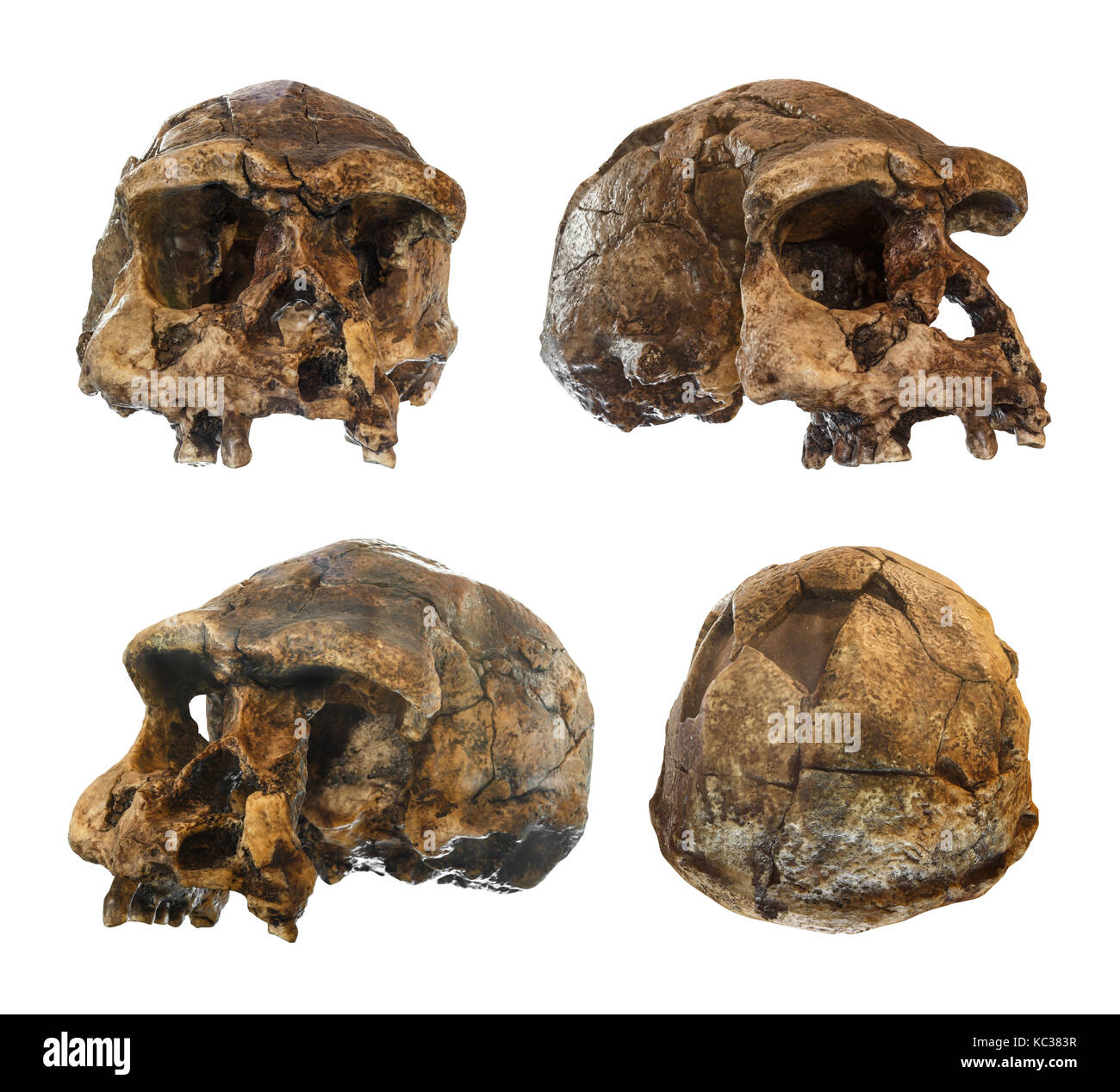 Set of Homo erectus skull . Discovered in 1969 in Sangiran , Java , Indonesia . Dated to 1 million years ago . ( front . side . oblique . back view )  Stock Photo