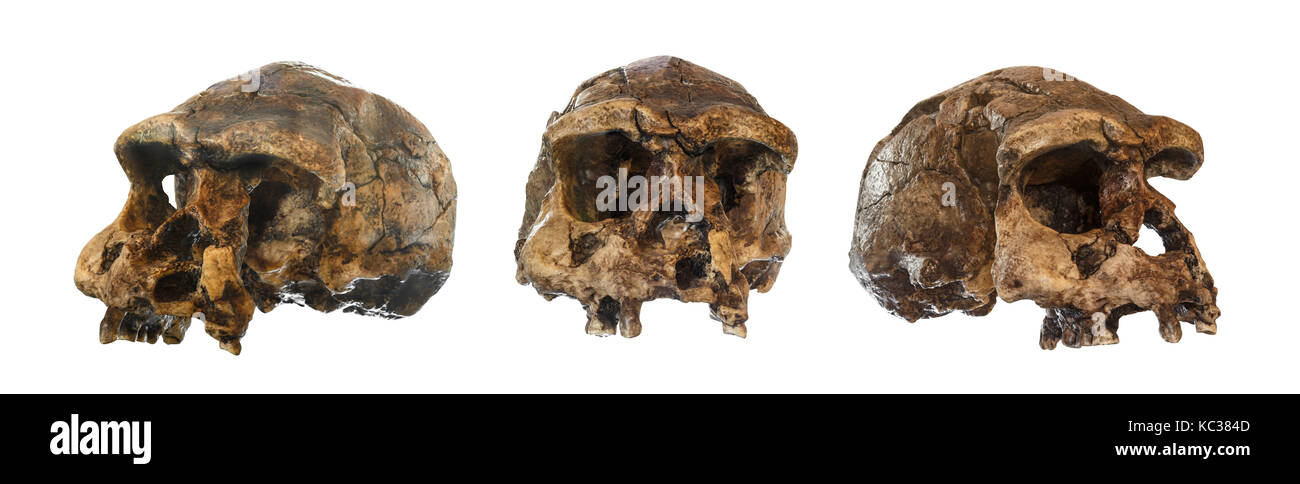 Set of Homo erectus skull . Discovered in 1969 in Sangiran , Java , Indonesia . Dated to 1 million years ago . ( front . side . oblique view ) . Stock Photo