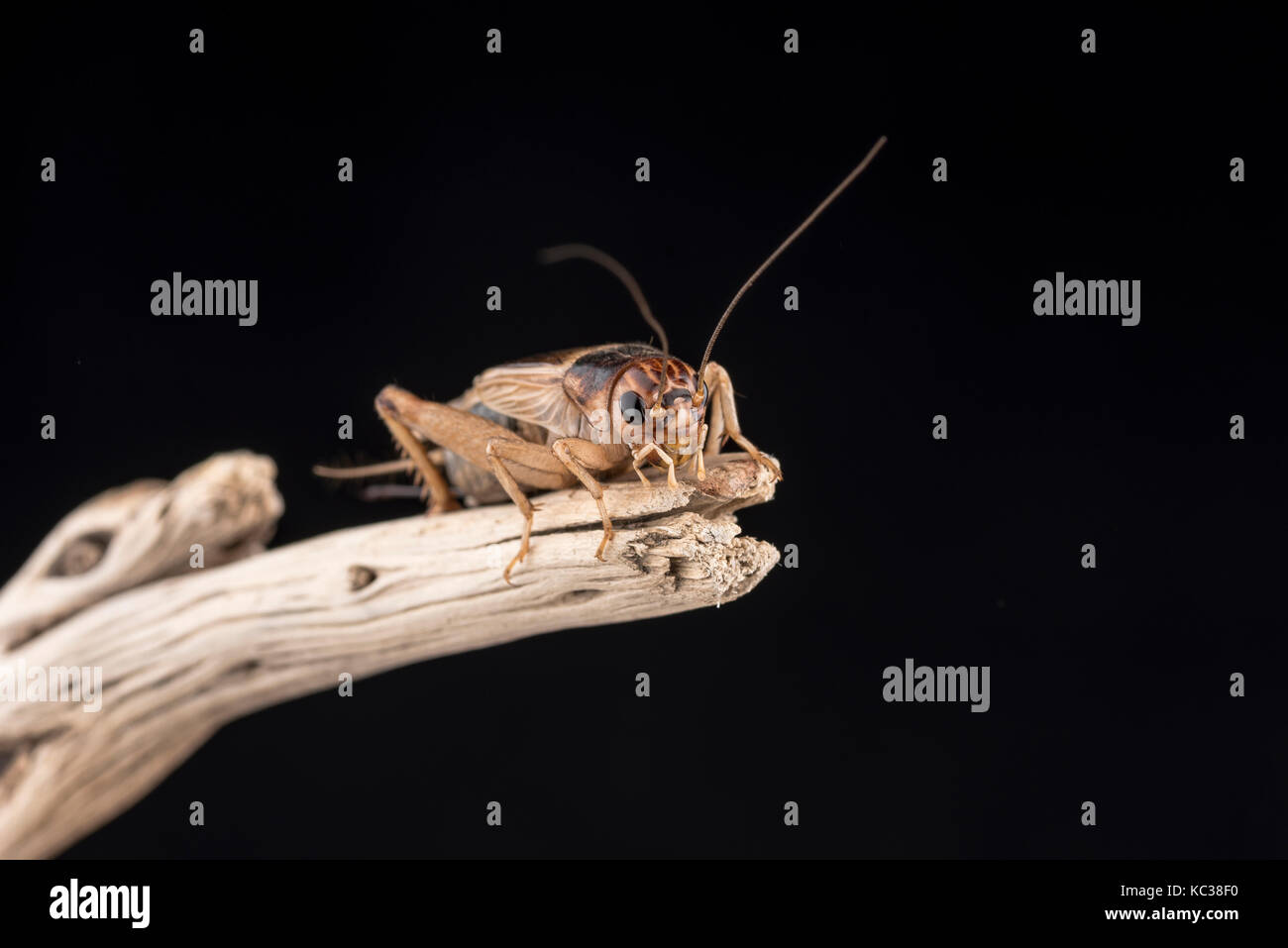 A house cricket perched on the end of a piece of wood, isolated against a black background. Room for copy. Stock Photo