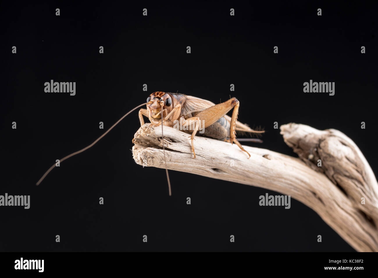 A house cricket perched on the end of a piece of wood, isolated against a black background. Room for copy. Stock Photo