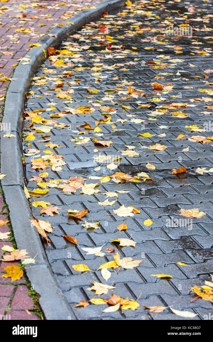yellow and red maple leaves on wet pavement in autumn Stock Photo - Alamy