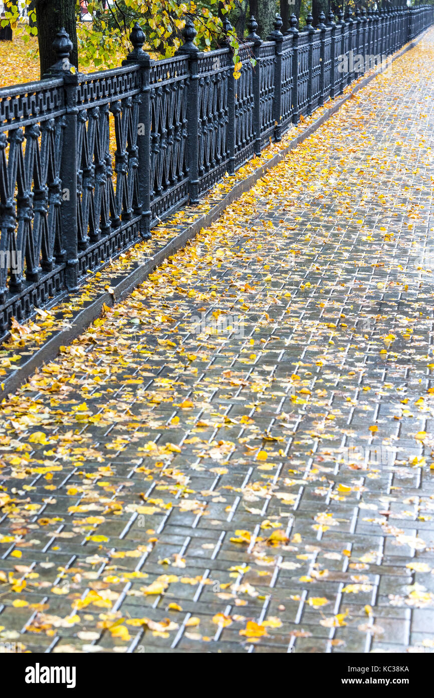 wet pavement with yellow fallen leaves after autumn rain Stock Photo ...