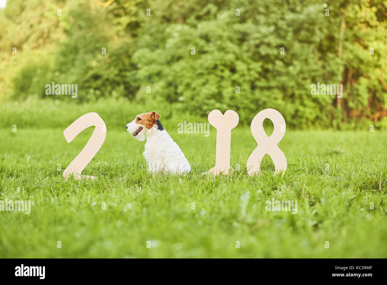 Adorable happy fox terrier dog at the park 2018 new year greetin Stock Photo