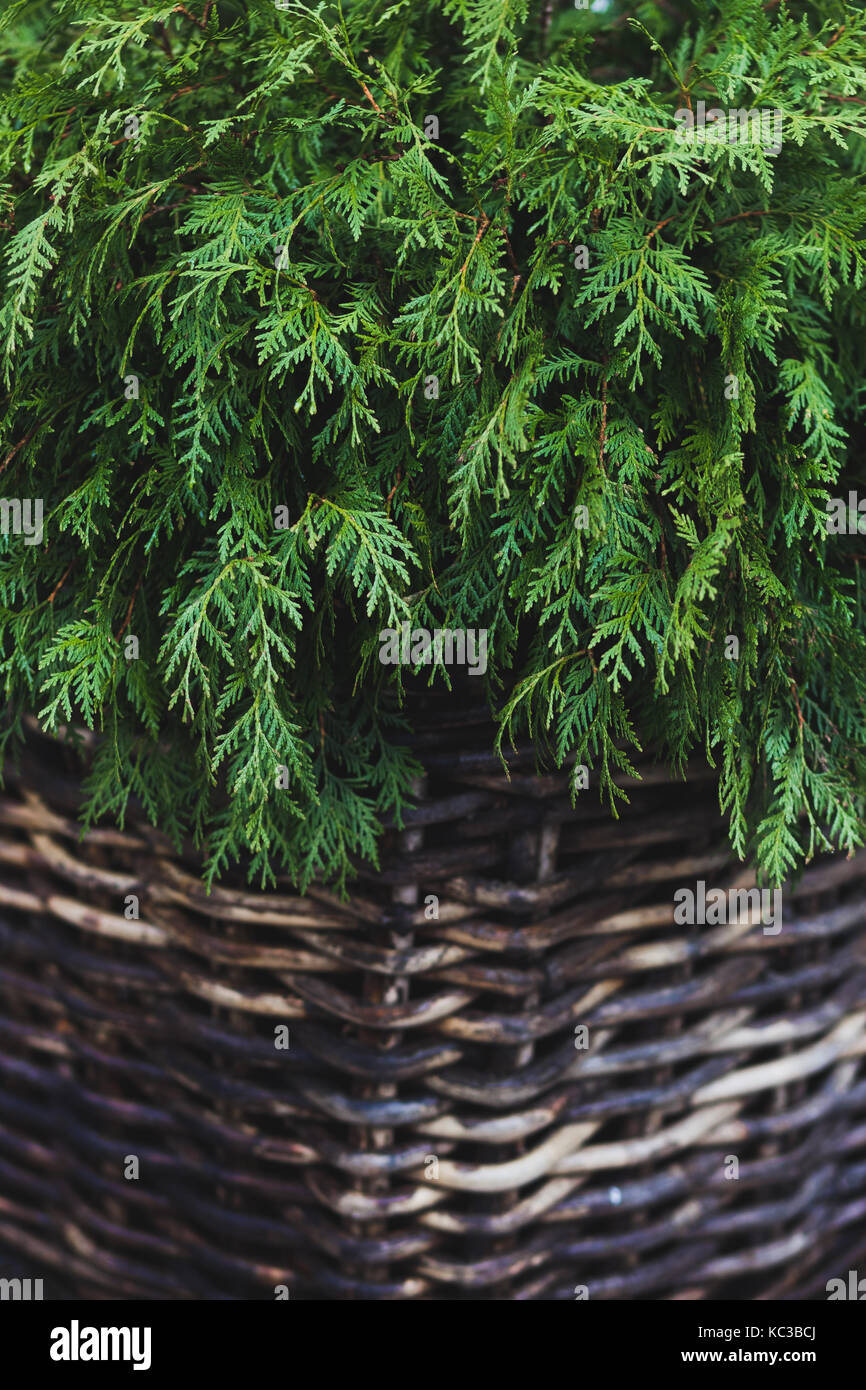 Decorative fir in a wicker basket Stock Photo
