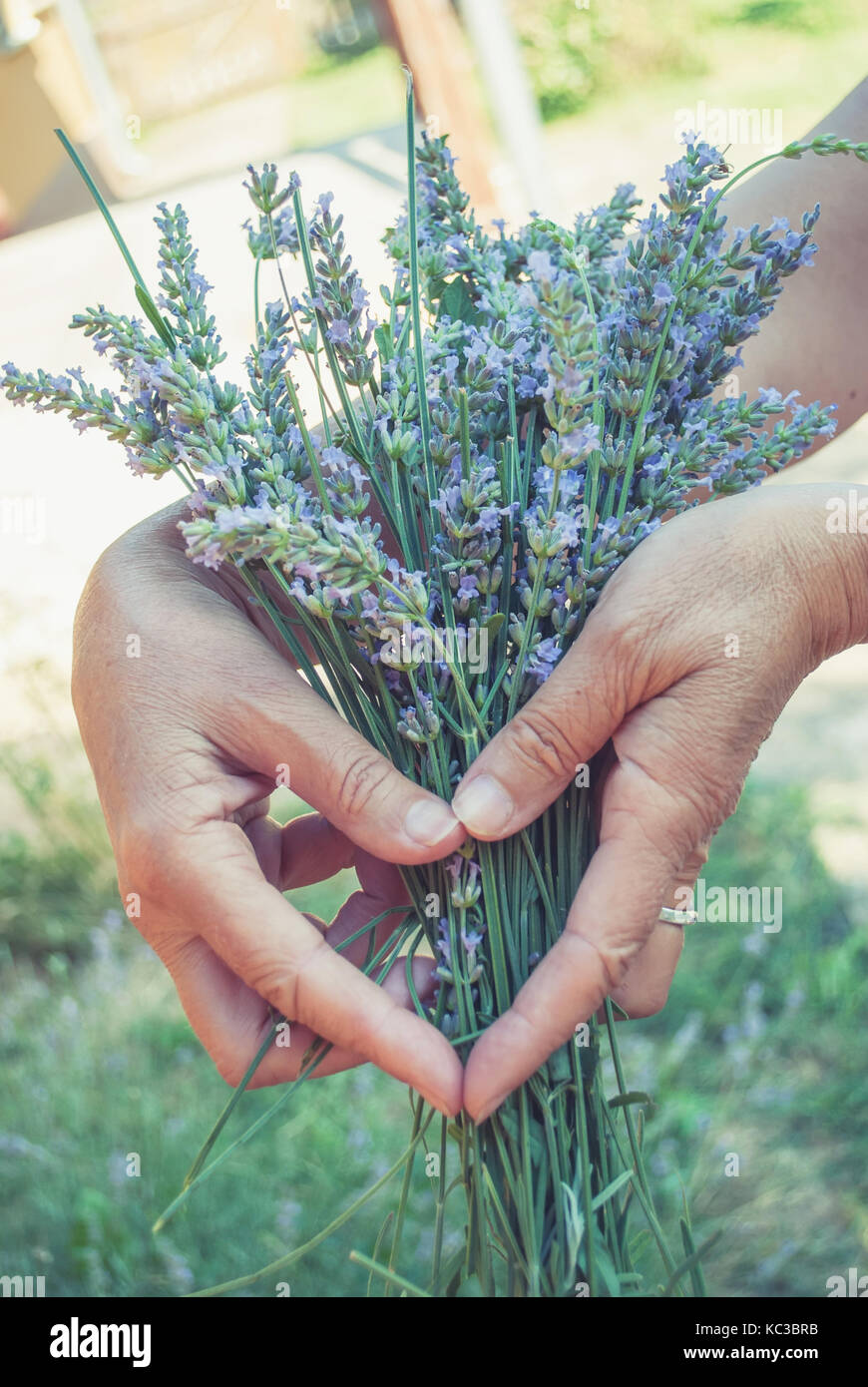 Beautiful middle-aged woman, in her yard in the countryside, arranges flowers of lavender Stock Photo