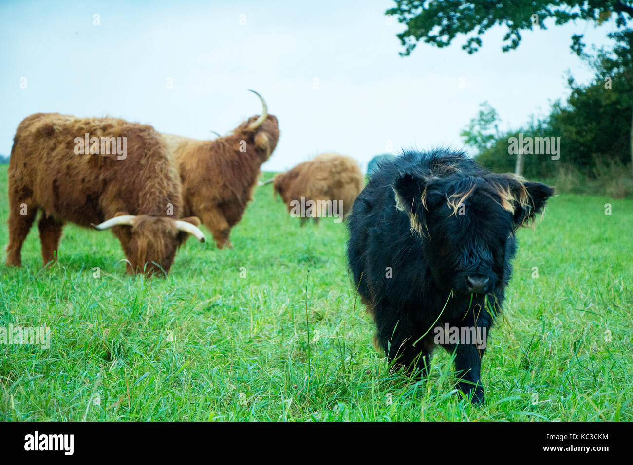 Scottish highland cows on grass field on a cloudy day Stock Photo - Alamy