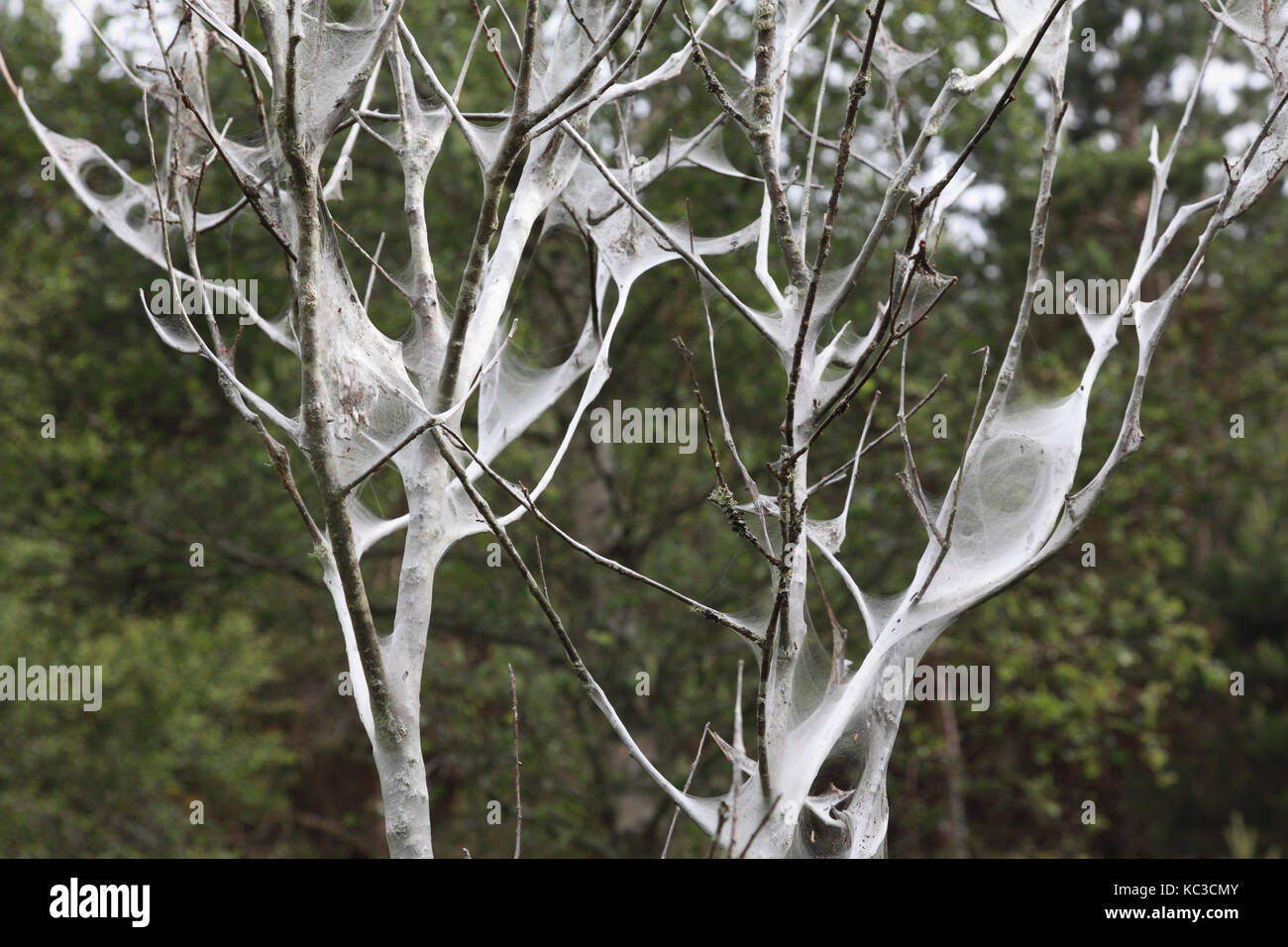 A tree hosting the larvae of tent caterpillar moths Stock Photo