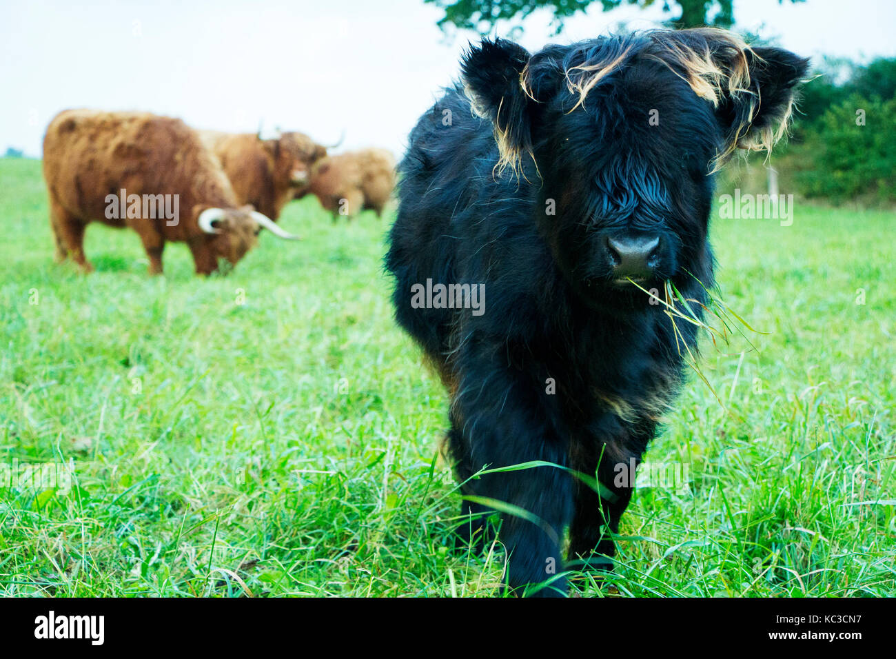 highland cattle for sale victoria