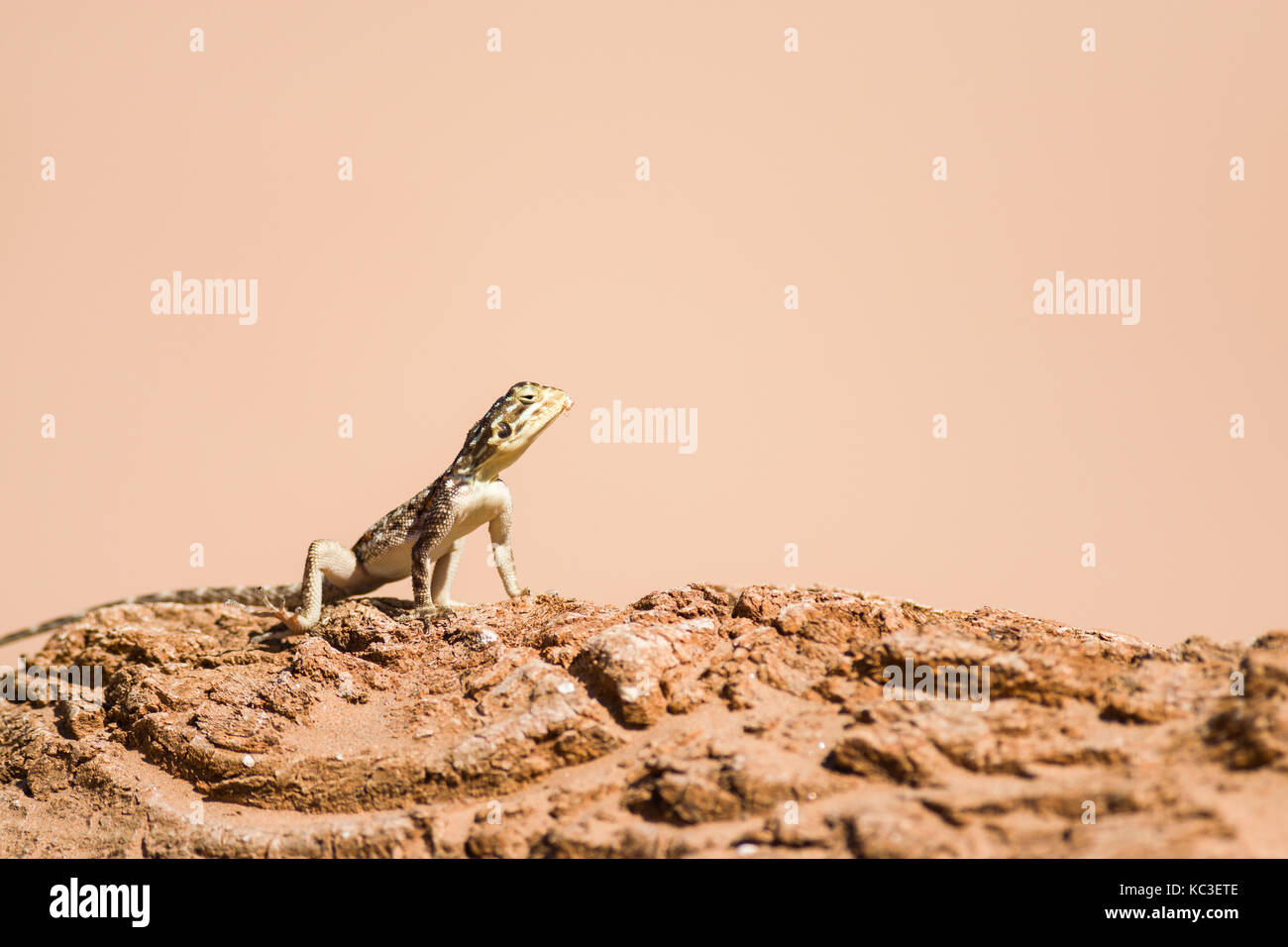 Sun Bathing Female Agama Lizard (Agama lionotus), Samburu National Reserve, Kenya, East Africa Stock Photo